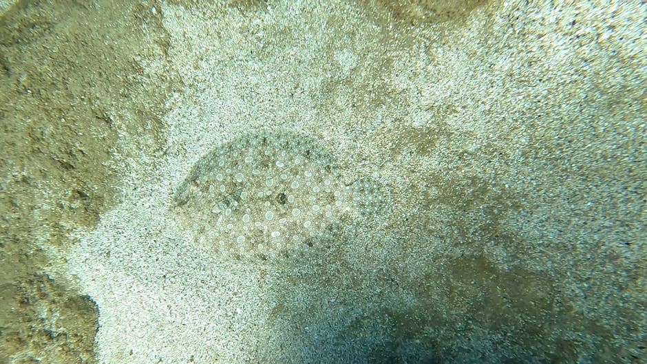 A close-up underwater scene featuring a round, flattened sea creature resembling a sea urchin or sand dollar, embedded within a sandy seabed. The creature's surface is covered in numerous tiny, white,
