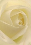 This image draws you close to the soul of Forest Hill-nestled within the creamy, spiralling heart of a stunning ivory rose. Imagine the sensation of each petal, feather-light and soft as dawn's first breeze on Sydenham Hill, unfolding in graceful arcs under gentle, ambient light. Subtle shadows trace the undulating folds, imparting depth and a peaceful drama that resonates with quiet mornings in nature. The whole atmosphere radiates harmony and respect, ideal for expressing admiration, new beginnings, or sincere sympathy in the local community. Inhaling gently, you can almost detect the faint, uplifting hint of the rose's signature scent-a fragrance that soothes and comforts without overpowering. This close-up view highlights not just the flower's beauty, but the thoughtful, skilled artistry of Forest Hill florists who select each rose with genuine care. It's a tender reminder that a single bloom can convey profound emotion, cultivated and delivered with love from the heart of Forest Hill.